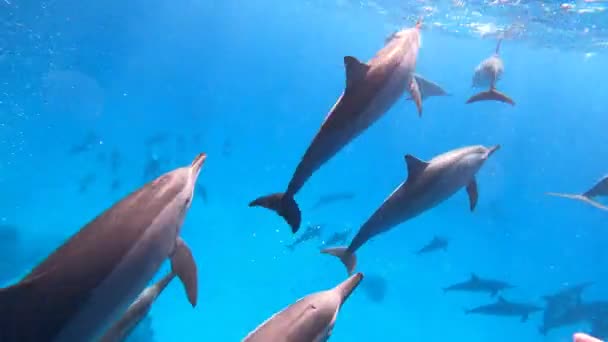 Dauphins Nageant Sautant Jouant Les Dauphins Bondissent Souvent Dessus Surface — Video