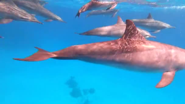 Delfíni Plavou Skákají Hrají Delfíni Často Skáčou Nad Vodní Hladinu — Stock video