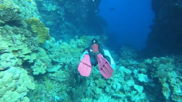 Egypt Red Sea Scuba Diver Diving Deep Sea Beautiful Coral — Stock Video