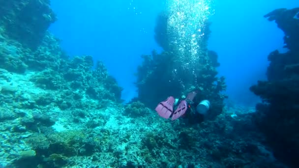 Egypten Röda Havet Dykare Dykning Djuphavet Vackra Korallrev — Stockvideo