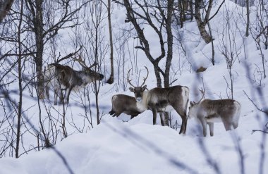 Norveç ormanlarında ren geyikleri, vahşi yaşam