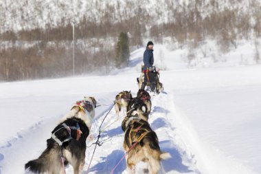 Köpek kızağı, Husky turları. Köpek kızağı gezisi ve Norveç vahşi doğasında yüksek hızda seyahat.