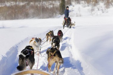 Köpek kızağı, Husky turları. Köpek kızağı gezisi ve Norveç vahşi doğasında yüksek hızda seyahat.