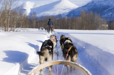 Köpek kızağı, Husky turları. Köpek kızağı gezisi ve Norveç vahşi doğasında yüksek hızda seyahat.