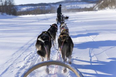 Köpek kızağı, Husky turları. Köpek kızağı gezisi ve Norveç vahşi doğasında yüksek hızda seyahat.