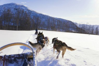 Köpek kızağı, Husky turları. Köpek kızağı gezisi ve Norveç vahşi doğasında yüksek hızda seyahat.