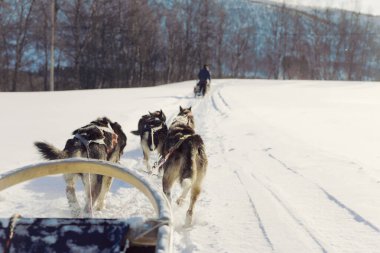 Köpek kızağı, Husky turları. Köpek kızağı gezisi ve Norveç vahşi doğasında yüksek hızda seyahat.