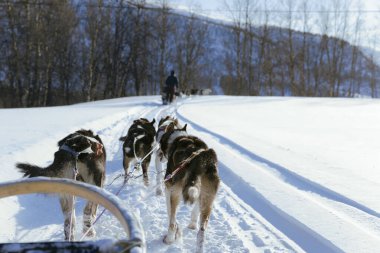Köpek kızağı, Husky turları. Köpek kızağı gezisi ve Norveç vahşi doğasında yüksek hızda seyahat.