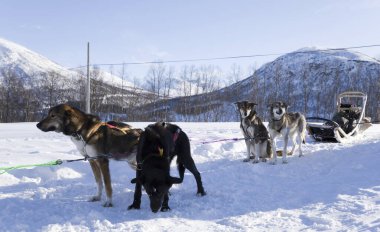Köpek kızağı, Husky turları. Köpek kızağı gezisi ve Norveç vahşi doğasında yüksek hızda seyahat.