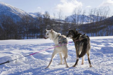 Köpek kızağı, Husky turları. Köpek kızağı gezisi ve Norveç vahşi doğasında yüksek hızda seyahat.