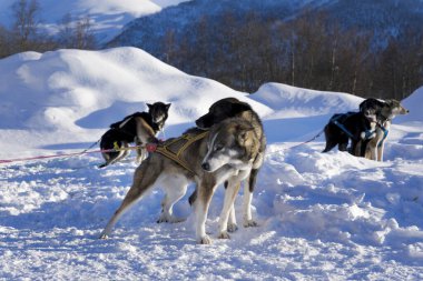 Köpek kızağı, Husky turları. Köpek kızağı gezisi ve Norveç vahşi doğasında yüksek hızda seyahat.