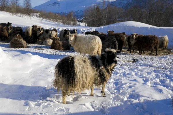 Ovejas Noruegas Tradicionales Las Montañas Invierno — Foto de Stock