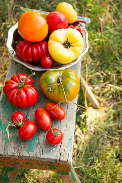 Vegyes fajta érett friss paradicsom, a különböző formák és élénk színek — Stock Fotó