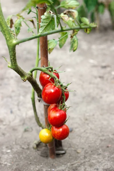 Tomaten wachsen auf einem Zweig in einem Gewächshaus. — Stockfoto