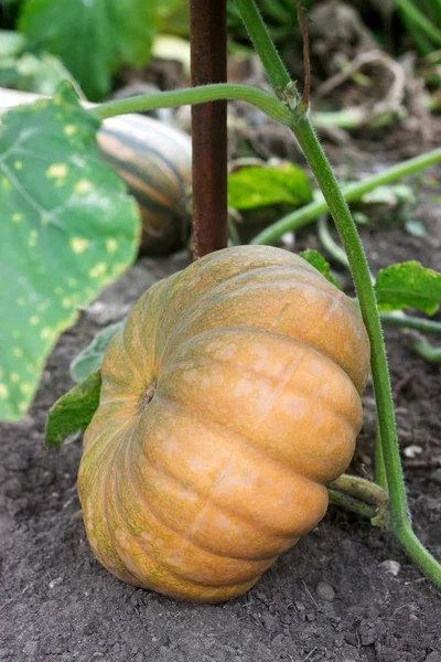 Bahçede büyüyen kabaklar.