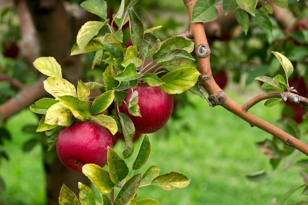 Rijpe appels op de takken van een boom in de tuin. Selectieve aandacht. — Stockfoto
