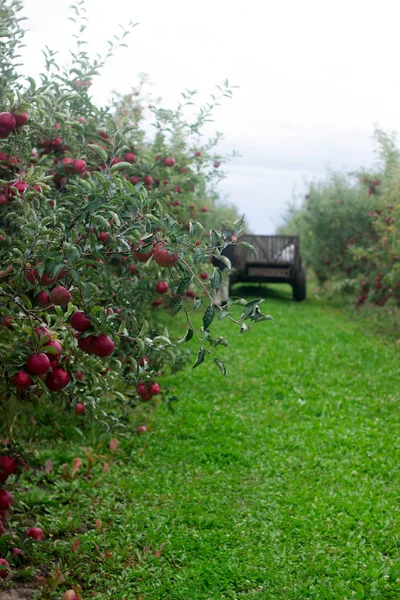 Jardin de pommes, récolte dans le jardin. Concentration sélective . — Photo