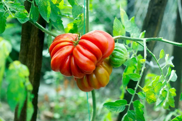 Большой красный помидор в саду . — стоковое фото