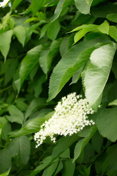 春または夏に開花年長者の枝。垂直. — ストック写真