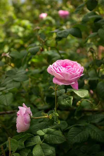 Bushes of blossoming pink tea rosa odorata in a sunny garden. — Stock Photo, Image