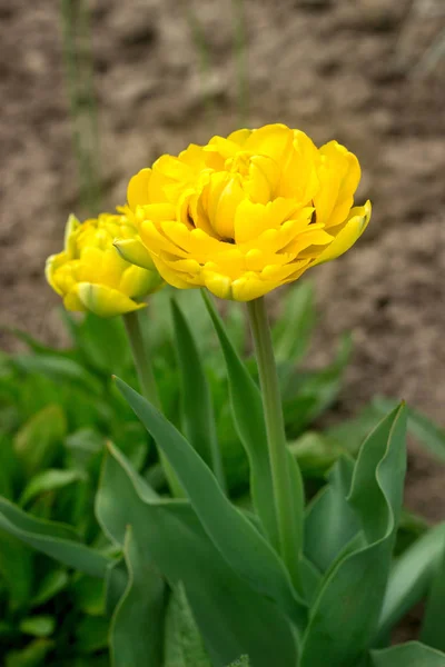 Beautiful blossoming yellow tulips of unusual shape. — Stock Photo, Image