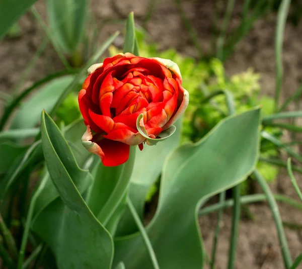 Beautiful blossoming red tulips of unusual shape. — Stock Photo, Image