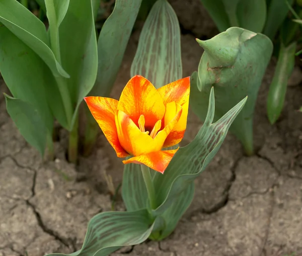 Blooming unusual mini tulips in a flower garden. — Stock Photo, Image
