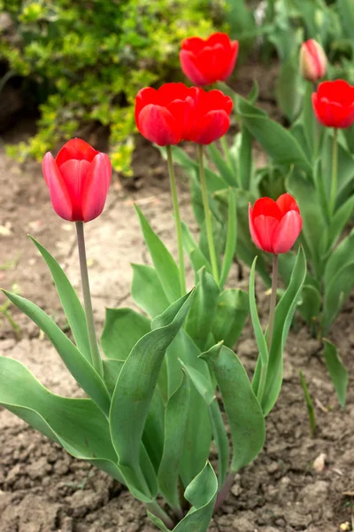 Beautiful blossoming red tulips of unusual shape. — Stock Photo, Image
