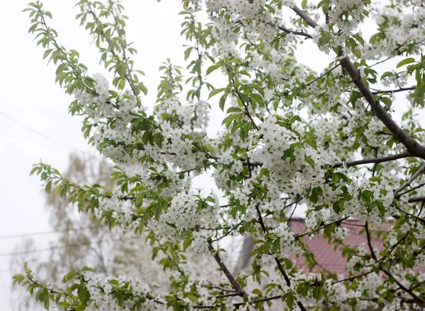 Schöne Zweige blühender Kirschen gegen den blauen Himmel. — Stockfoto