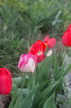 Bir flowerbed içinde güzel bir olağandışı çiçek açan Lale.
