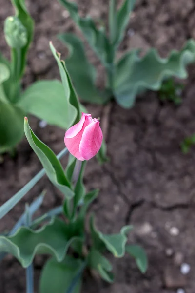 A beautiful unusual blooming tulip in a flowerbed. — Stock Photo, Image