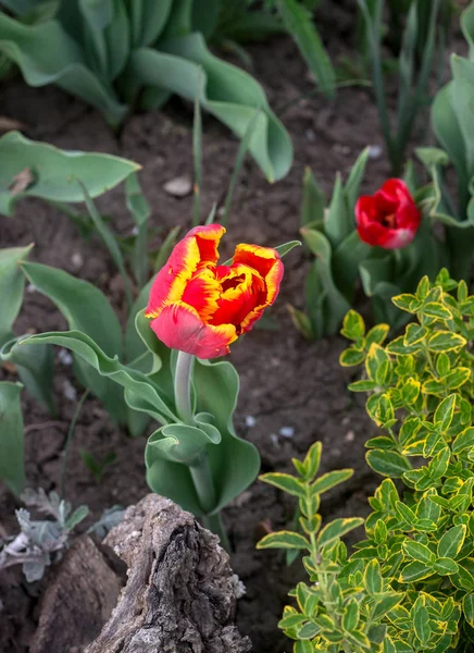 A beautiful unusual blooming tulip in a flowerbed. — Stock Photo, Image