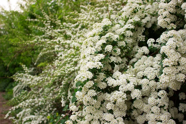 Grenar av buskar av blommande vita spiraea i parken. — Stockfoto