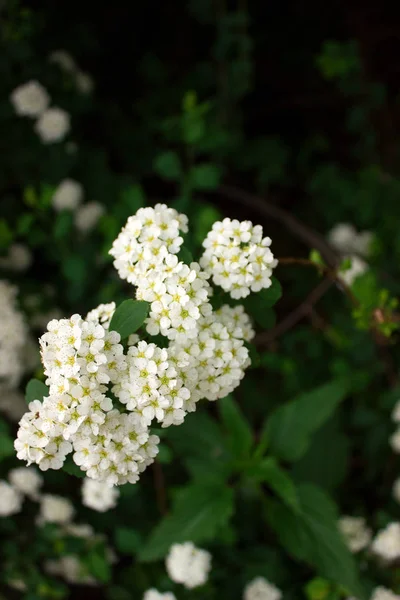 공원에서 흰색의 꽃이 만발한 숲 유키이 네의 분기. — 스톡 사진