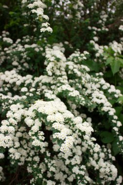Beyaz çiçek açması çalılar alanlara park dallarında.