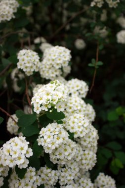Beyaz çiçek açması çalılar alanlara park dallarında.