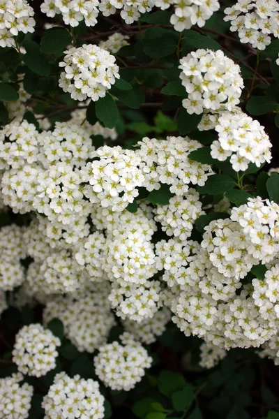 공원에서 흰색의 꽃이 만발한 숲 유키이 네의 분기. — 스톡 사진