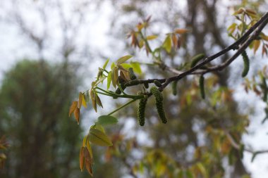 Branches of a blossoming walnut in a city park.