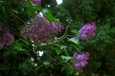 Beş yapraklı leylak çiçeği, batıl inanç getirir..