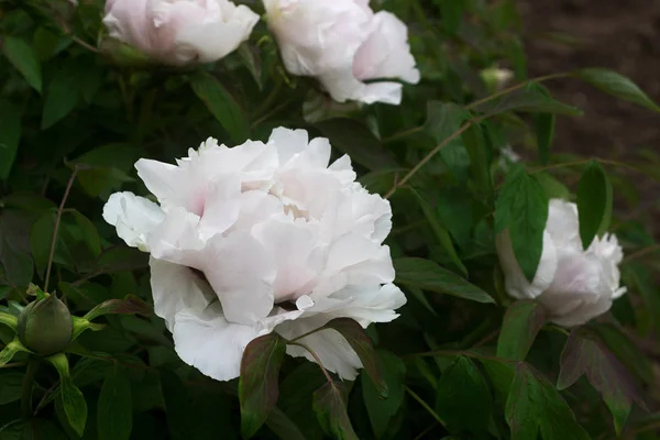 Flowers and branches of a tree-shaped white peony in the garden. — Stock Photo, Image