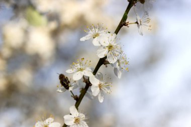 Beyaz çiçekli ve taze yapraklı kiraz eriği dalları, bahar konsepti..