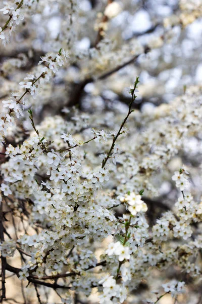 สาขาพล มเชอร ดอกไม ขาวและใบอ อนแนวค ดฤด ใบไม อกโฟก — ภาพถ่ายสต็อก