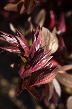 Şakayık bir çalılığın gün ışığındaki yaprakları. Seçici odak.