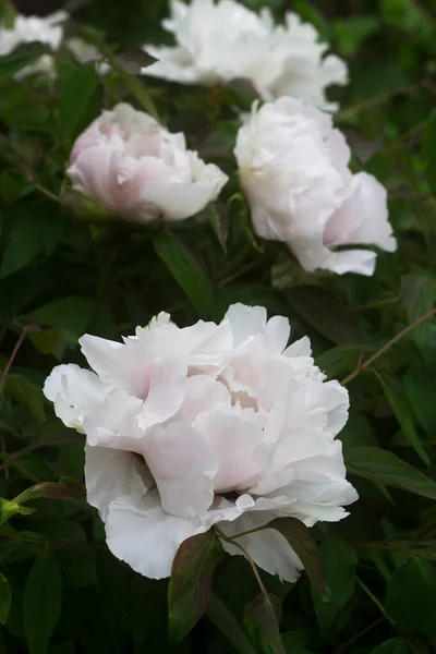 Flowers Branches Tree Shaped White Peony Garden Selective Focus — Stock Photo, Image