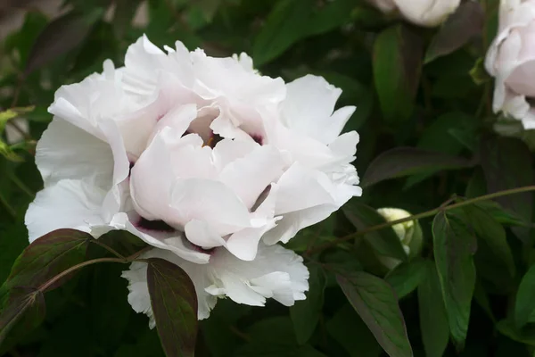 Flowers Branches Tree Shaped White Peony Garden Selective Focus — Stock Photo, Image