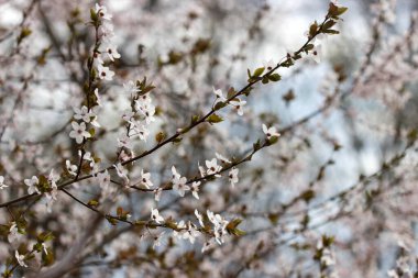 Beyaz çiçekli ve taze yapraklı kiraz eriği dalları, bahar konsepti. Seçici odak.