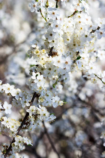 Kirschpflaumenzweige Mit Weißen Blüten Und Jungen Blättern Frühlingskonzept Selektiver Fokus — Stockfoto