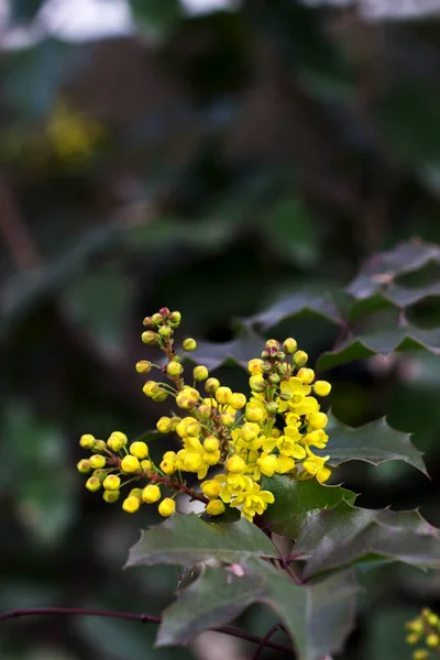 Gula Blommor Och Grenar Buske Magnonia Parken Selektiv Inriktning — Stockfoto