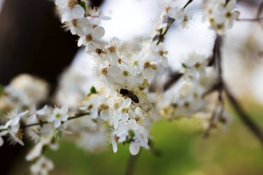 Beyaz çiçekli ve taze yapraklı kiraz eriği dalları, bahar konsepti. Seçici odak.