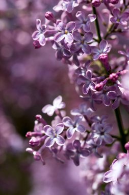 Leylak dalında beş taç yaprağı olan çiçekler, iyi şans işareti. Seçici odak.